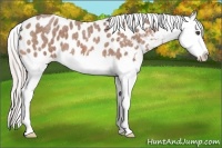 Horse Color:Silver Bay Roan Splash Near Leopard 