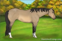 Horse Color:Buckskin Dun 