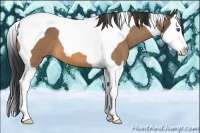 Horse Color:Buckskin Roan Splash Tobiano 