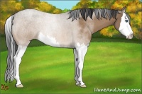 Horse Color:Bay Roan Dun Sabino Splash