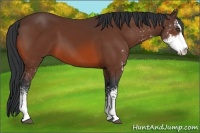 Horse Color:Bay Sabino 