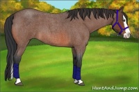 Horse Color:Bay Roan Splash