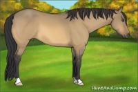 Horse Color:Buckskin Dun 