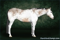 Horse Color:White Spotted Bay Roan Dun 