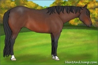 Horse Color:Bay Roan 