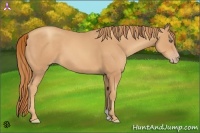 Horse Color:Gold Champagne