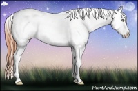 Horse Color:White Spotted Classic Champagne Dun Sabino Splash Appaloosa Rabicano 