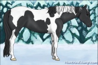 Horse Color:Black Tobiano 