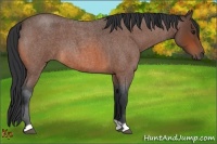 Horse Color:Bay Roan 