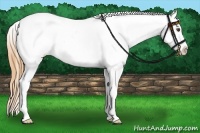 Horse Color:Buckskin Dun Splash Tobiano Appaloosa 