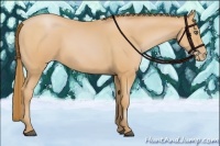 Horse Color:Bay Pearl Rabicano