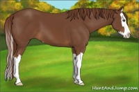 Horse Color:Chestnut Sabino Splash 