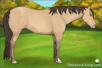 Horse Color:Amber Champagne 