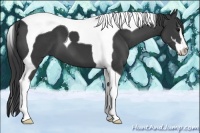 Horse Color:Black Sabino Tobiano 