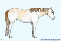 Horse Color:White Spotted Bay Pearl Dun Sabino 
