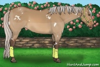 Horse Color:White Spotted Silver Bay Dun
