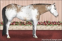 Horse Color:White Spotted Bay Dun Sabino Rabicano 
