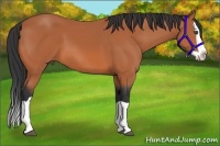 Horse Color:Bay Splash 