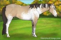 Horse Color:White Spotted Amber Cream Champagne 