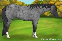 Horse Color:Blue Roan 