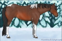 Horse Color:Bay Roan Tobiano 