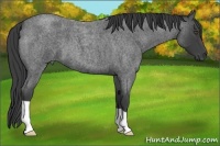 Horse Color:Smoky Blue Roan 