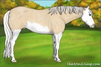 Horse Color:Silver Buckskin Roan Splash 