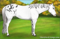 Horse Color:Blue Roan Appaloosa  Brindle