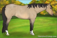 Horse Color:Buckskin Roan Dun 