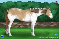 Horse Color:White Spotted Red Dun Splash 