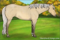 Horse Color:Silver Buckskin Roan Dun 