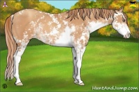 Horse Color:Gold Champagne Sabino 