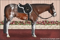 Horse Color:White Spotted Bay 
