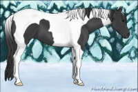 Horse Color:Smoky Black Tobiano 
