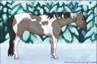 Horse Color:Grullo Tobiano