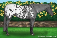 Horse Color:Black Appaloosa