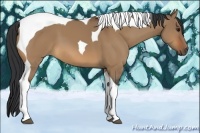 Horse Color:Bay Dun Tobiano 