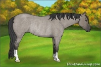 Horse Color:Unknown 