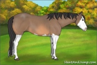 Horse Color:Unknown 