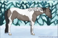Horse Color:Grullo Tobiano