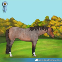 Horse Color:Bay Roan 