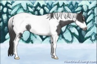 Horse Color:Smoky Black Tobiano Frame Rabicano