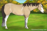 Horse Color:White Spotted Amber Champagne Dun Splash 