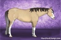 Horse Color:White Spotted Amber Champagne Dun Splash