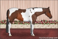Horse Color:Bay Tobiano 