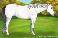 Horse Color:White Spotted Bay Splash Rabicano