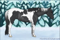 Horse Color:Black Tobiano Rabicano