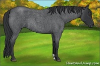 Horse Color:Blue Roan Rabicano 