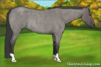 Horse Color:Smoky Grullo Roan Rabicano 