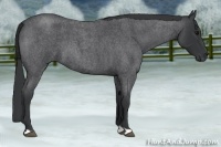 Horse Color:Blue Roan